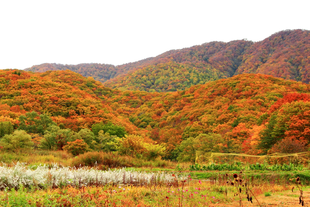 紅葉