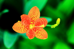 ヒオウギ