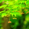 薄紅色モミジの翼果