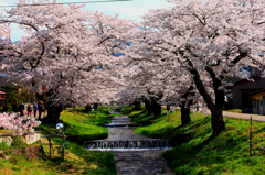 会津の春　　観音寺川の桜並木