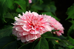 ダリア　花名（アカシアの雨）