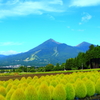 磐梯山とコキア