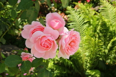 薔薇