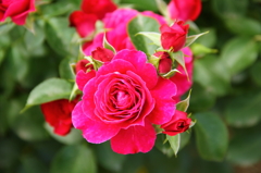 薔薇