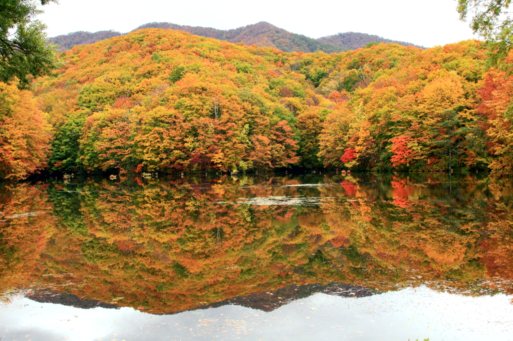 曲沢沼の紅葉　裏磐梯