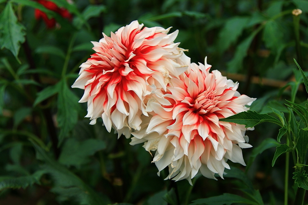 ダリア　花名（ラララ）