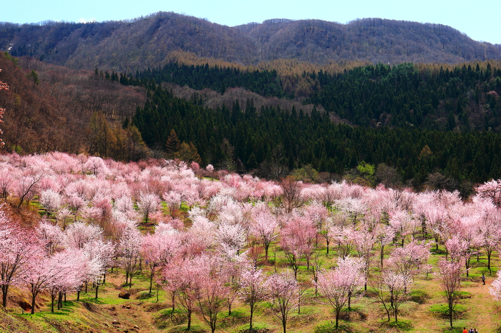 会津の春　北塩原の桜峠