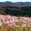 会津の春　北塩原の桜峠