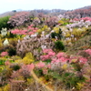 花見山