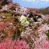 花見山