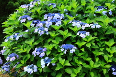 紫陽花ブルー
