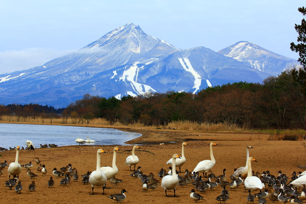 白鳥がいる風景