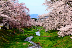 会津の春　　観音寺川の桜並木