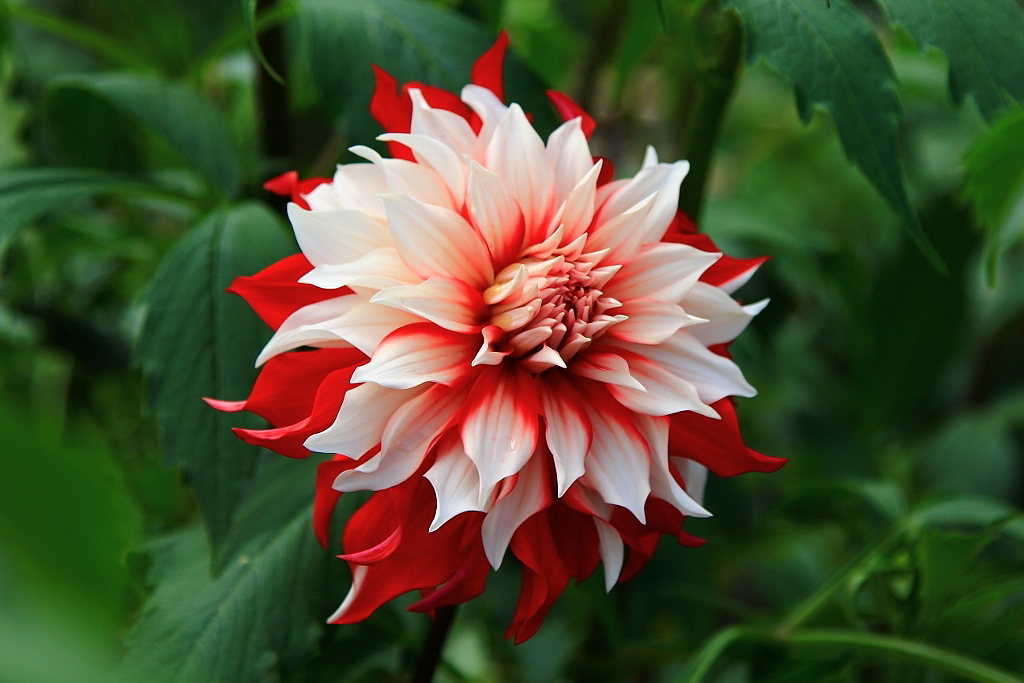 ダリア　花名（ラララ）
