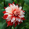ダリア　花名（ラララ）