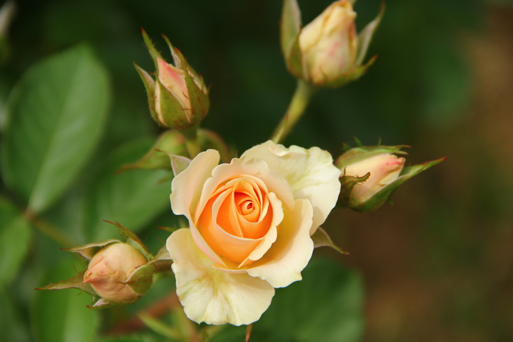 薔薇