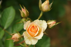 薔薇