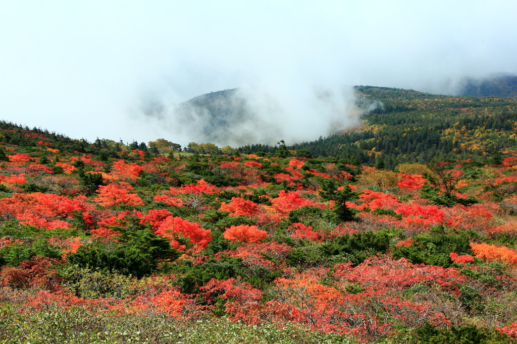 蔵王エコーラインの紅葉