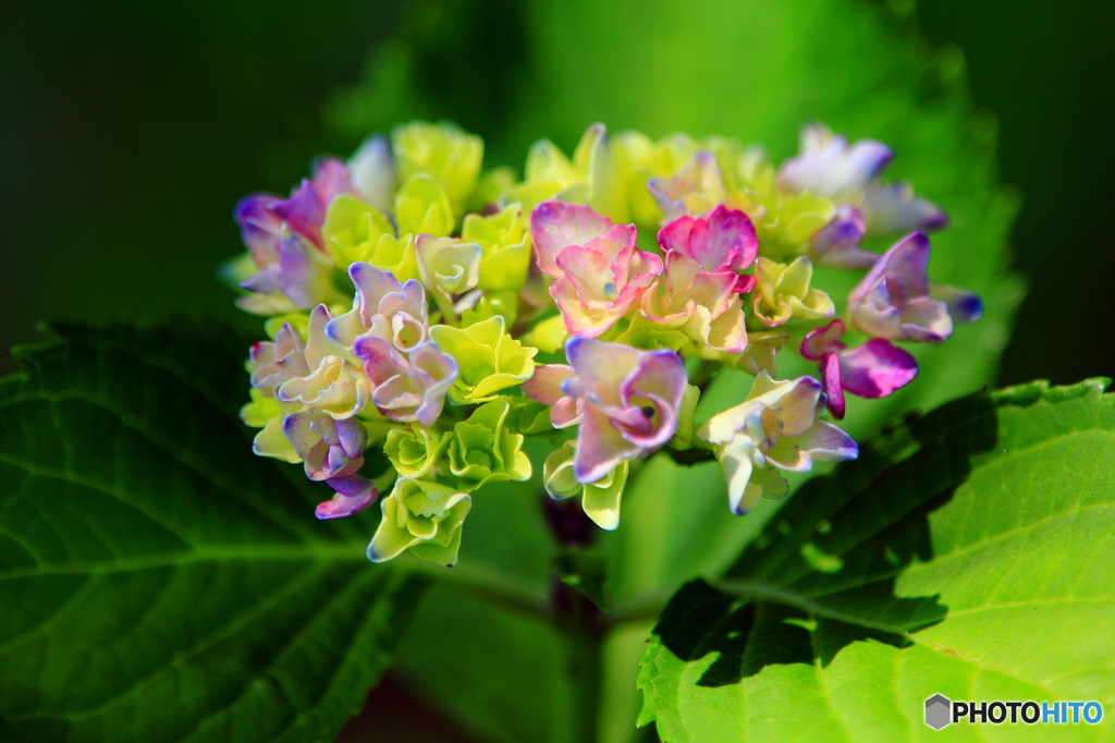 紫陽花七変化