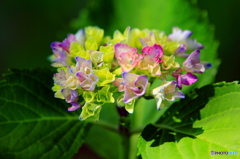 紫陽花七変化