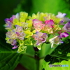 紫陽花七変化