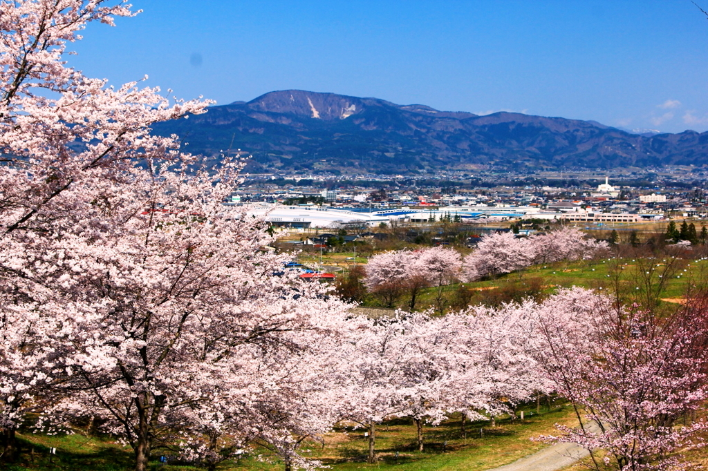 里の桜