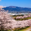 里の桜