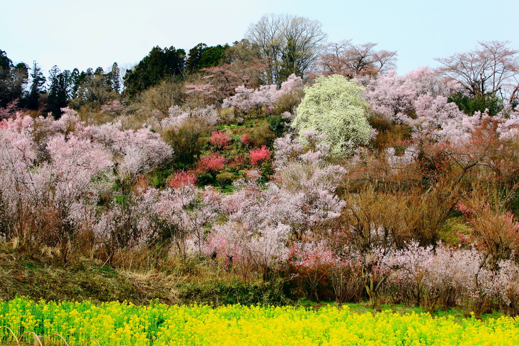 花見山