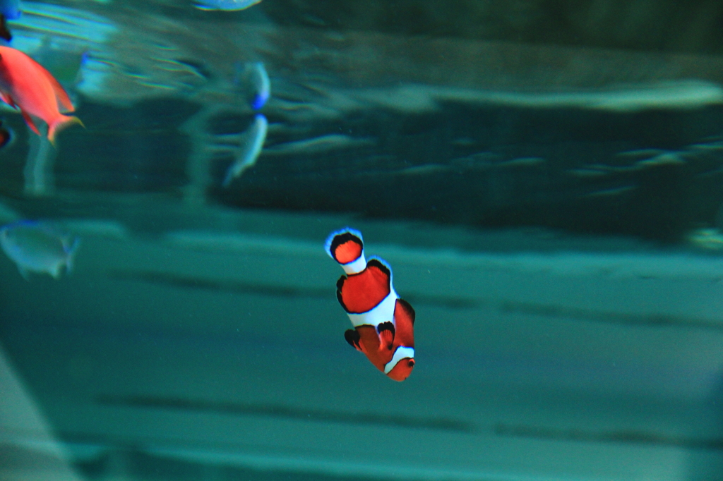 水族館