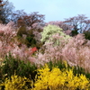 花見山