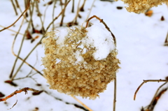 冬花　紫陽花