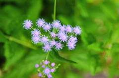 夏の終わりに（線香花火）