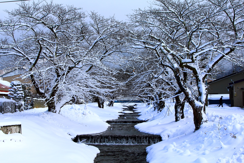 観音寺川に咲く雪の花　会津猪苗代町（川桁）