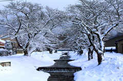 観音寺川に咲く雪の花　会津猪苗代町（川桁）