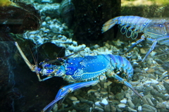 水族館（ブルーのエビ）