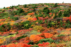 蔵王エコーラインの紅葉