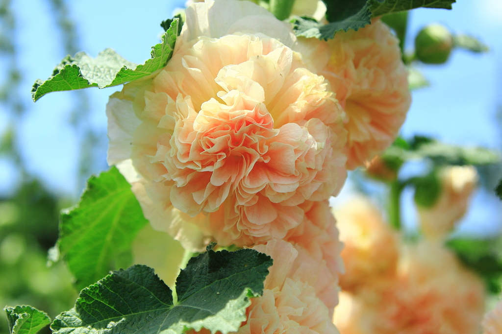 タチアオイ（八重）