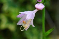 薄紫　ギボウシの花