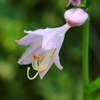 薄紫　ギボウシの花