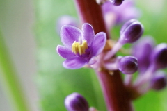 ヤブランの花