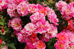 薔薇