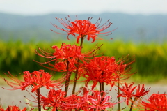 彼岸花
