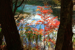 晩秋