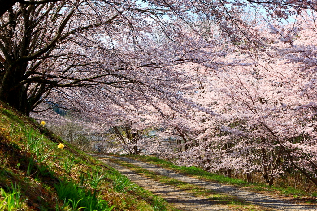 桜のトンネル