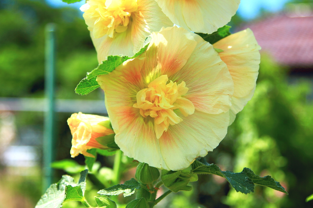 タチアオイ（八重）