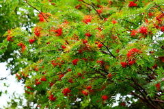 ナナカマドが紅く色づいて