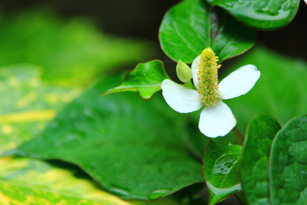 ドクダミの花