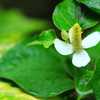 ドクダミの花