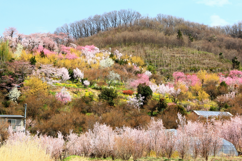 花見山