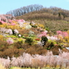 花見山